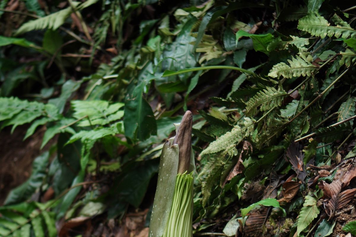Jangan Asal Datang! Ini Aturan Lihat Bunga Bangkai Di KRB