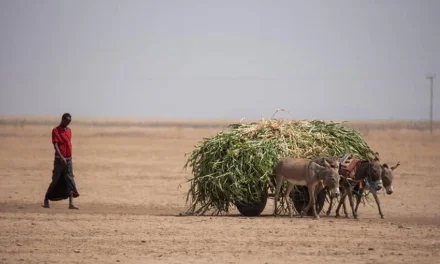 Alarm PBB Berbunyi! Afrika Hadapi Ancaman Kelaparan Hebat