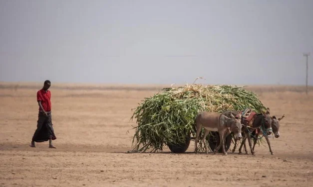 Alarm PBB Berbunyi! Afrika Hadapi Ancaman Kelaparan Hebat