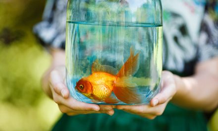 Manfaat Pelihara Ikan: Bikin Pikiran Adem Dan Rileks
