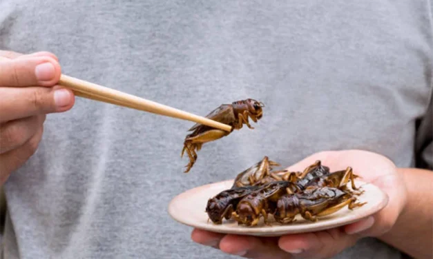 Update SFA: Izin Konsumsi Serangga Resmi Keluar, Apa Saja?