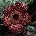 4 Tanaman Langka Yang Hanya Tumbuh Di Indonesia