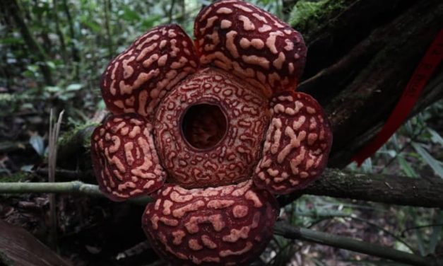 4 Tanaman Langka Yang Hanya Tumbuh Di Indonesia