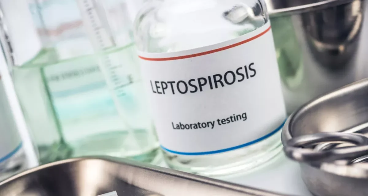 Awas! Leptospirosis Punya Komplikasi Mematikan