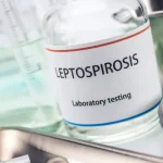 Awas! Leptospirosis Punya Komplikasi Mematikan