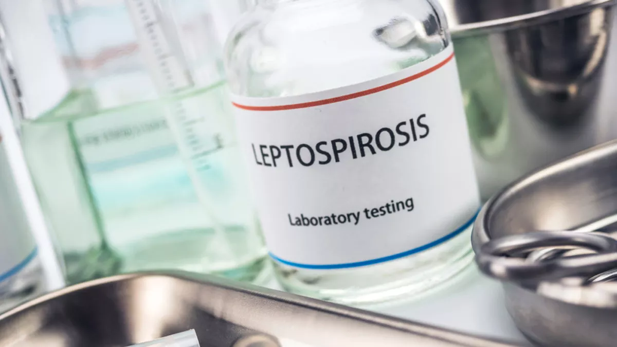Awas! Leptospirosis Punya Komplikasi Mematikan