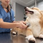 Gejala Kanker Pada Anjing Yang Harus Di Waspadai