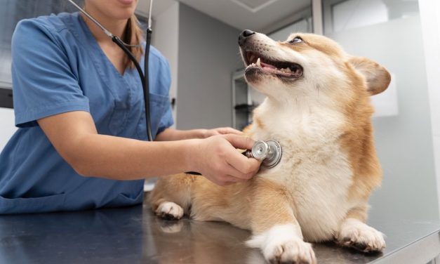Gejala Kanker Pada Anjing Yang Harus Di Waspadai