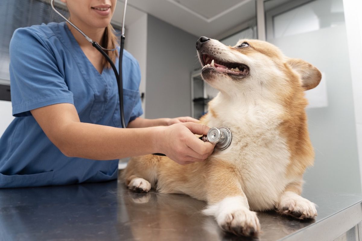 Gejala Kanker Pada Anjing Yang Harus Di Waspadai