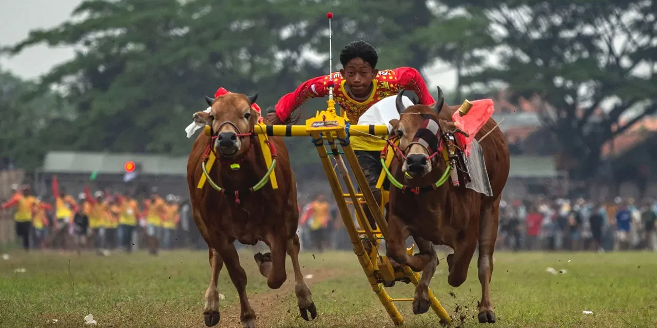 Mula-Mula Karapan Sapi: Tradisi Penuh Gengsi Yang Tetap Terjaga