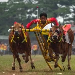 Mula-Mula Karapan Sapi: Tradisi Penuh Gengsi Yang Tetap Terjaga
