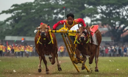 Mula-Mula Karapan Sapi: Tradisi Penuh Gengsi Yang Tetap Terjaga