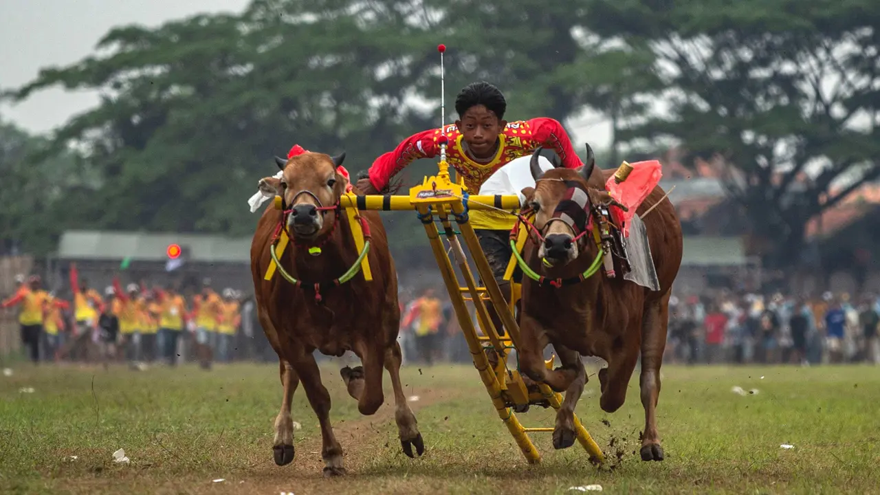 Mula-Mula Karapan Sapi: Tradisi Penuh Gengsi Yang Tetap Terjaga